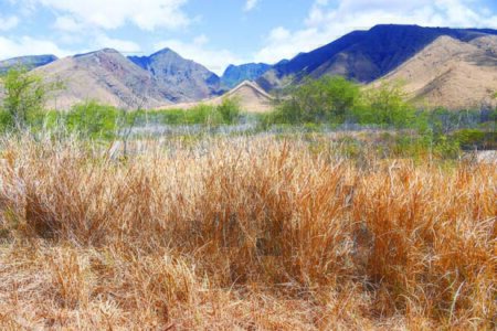 Below-average rainfall predicted, worsening Maui’s dry conditions